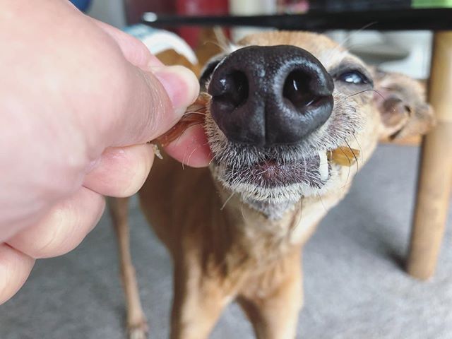 アキレスに食らいついて離さない犬