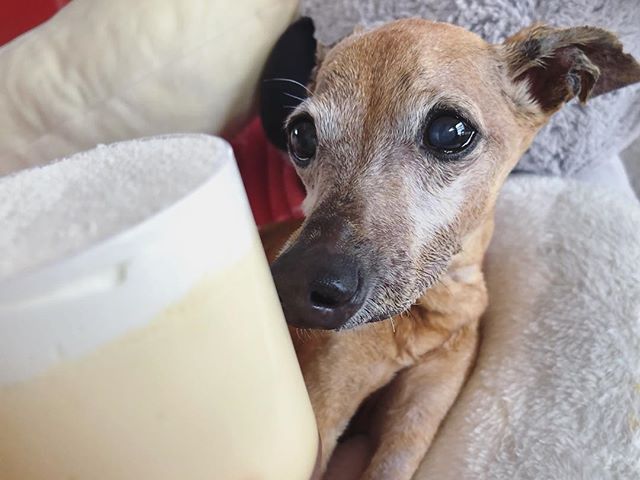 お高めのプリンを買って来てあげたのに、家中ゲロまみれにしてた留守番犬