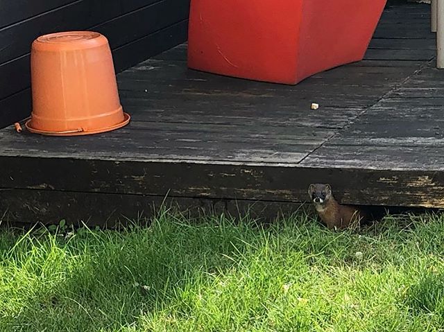 我家の庭に住んでるらしいイタチ